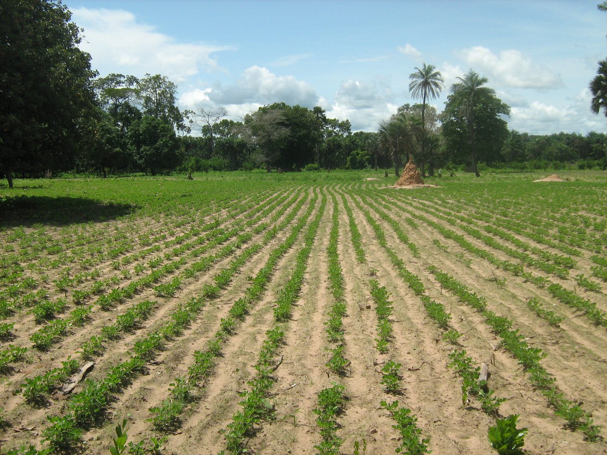 A groundnut field in the Casamance, southern Senegal