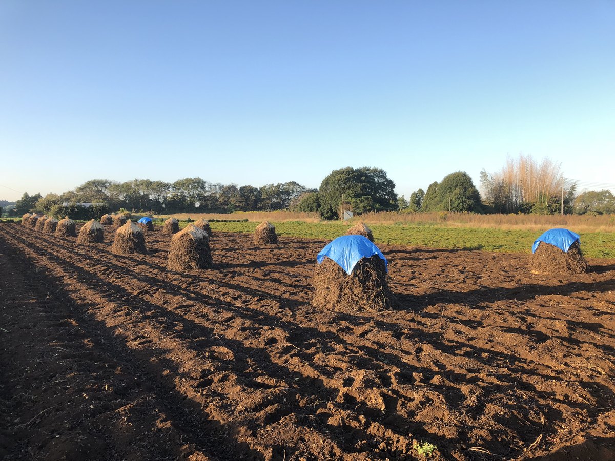 Bocchi — peanut drying stacks in Tako town, Chiba. Japan's peanut country looks like this in the autumn