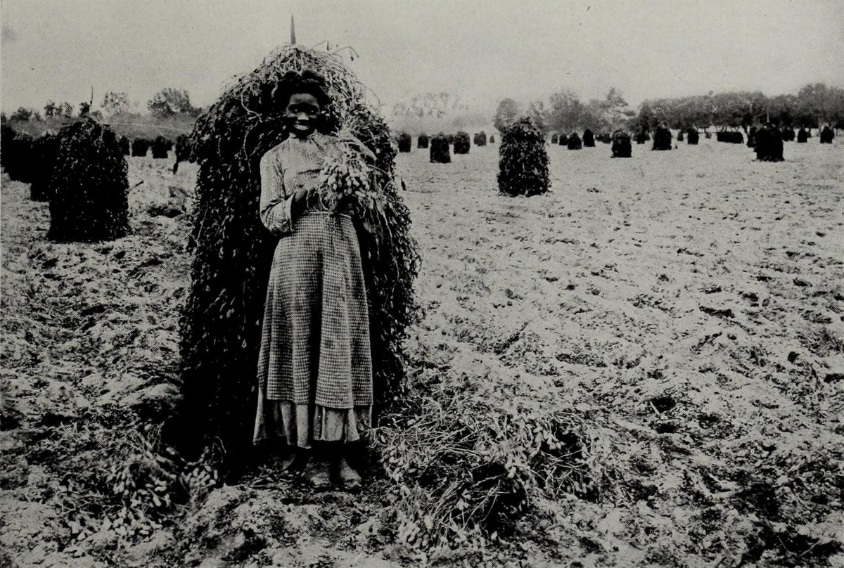 Peanuts stacked in the field to cure — the traditional way of drying a crop that comes out of the ground wet, all at once