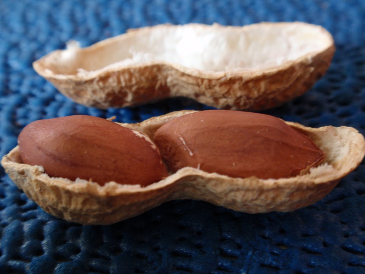 An opened pod, the red skins intact