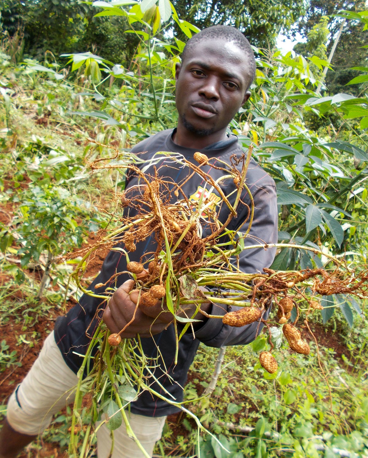 Peanut plants lifted from the ground with the pods still attached to the roots — the reason the peanut is called a groundnut almost everywhere outside the United States