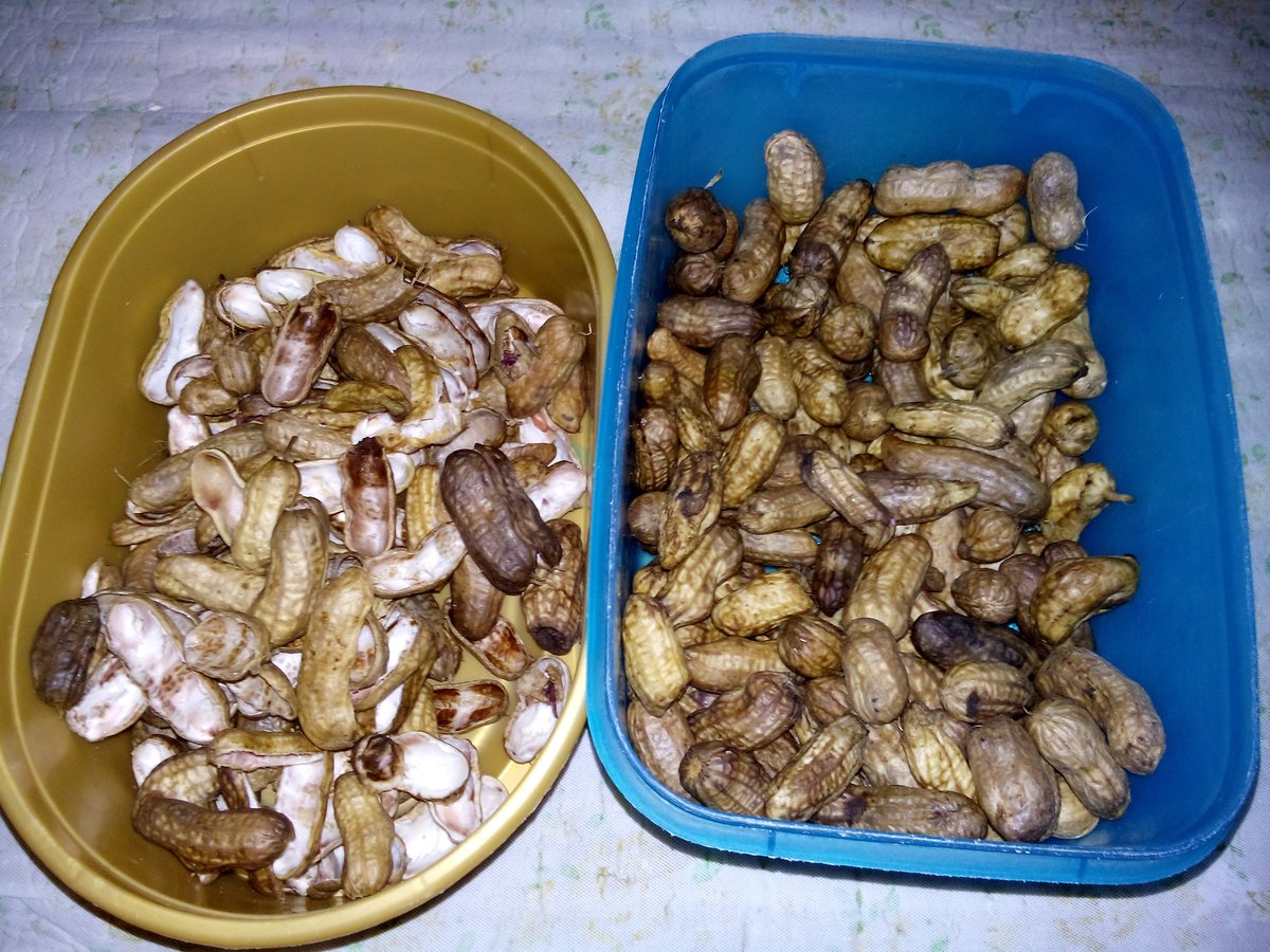 Boiled peanuts held in tubs, waiting to be bagged