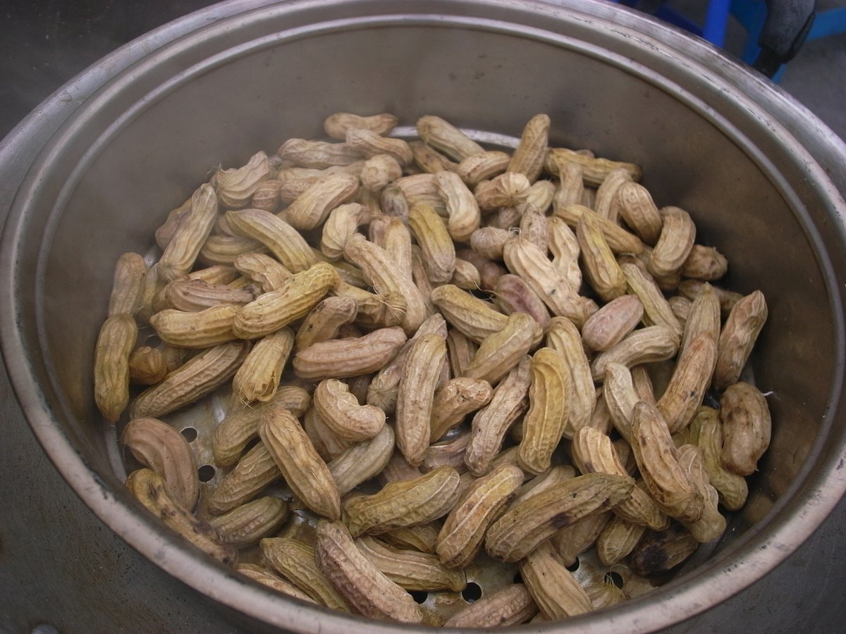 A finished batch of in-shell peanuts, boiled in salted water