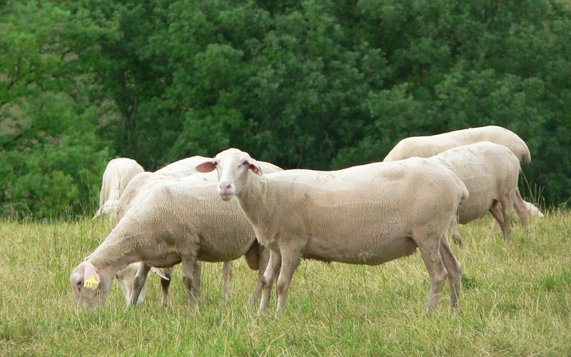 Sheep