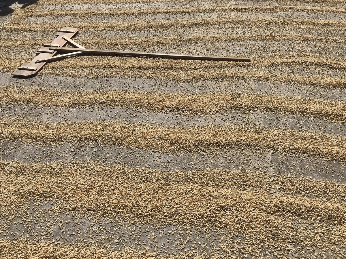 Drying is the step everyone underestimates: rake the bed into even rows, over and over, for days or weeks, so every seed loses water at the same rate