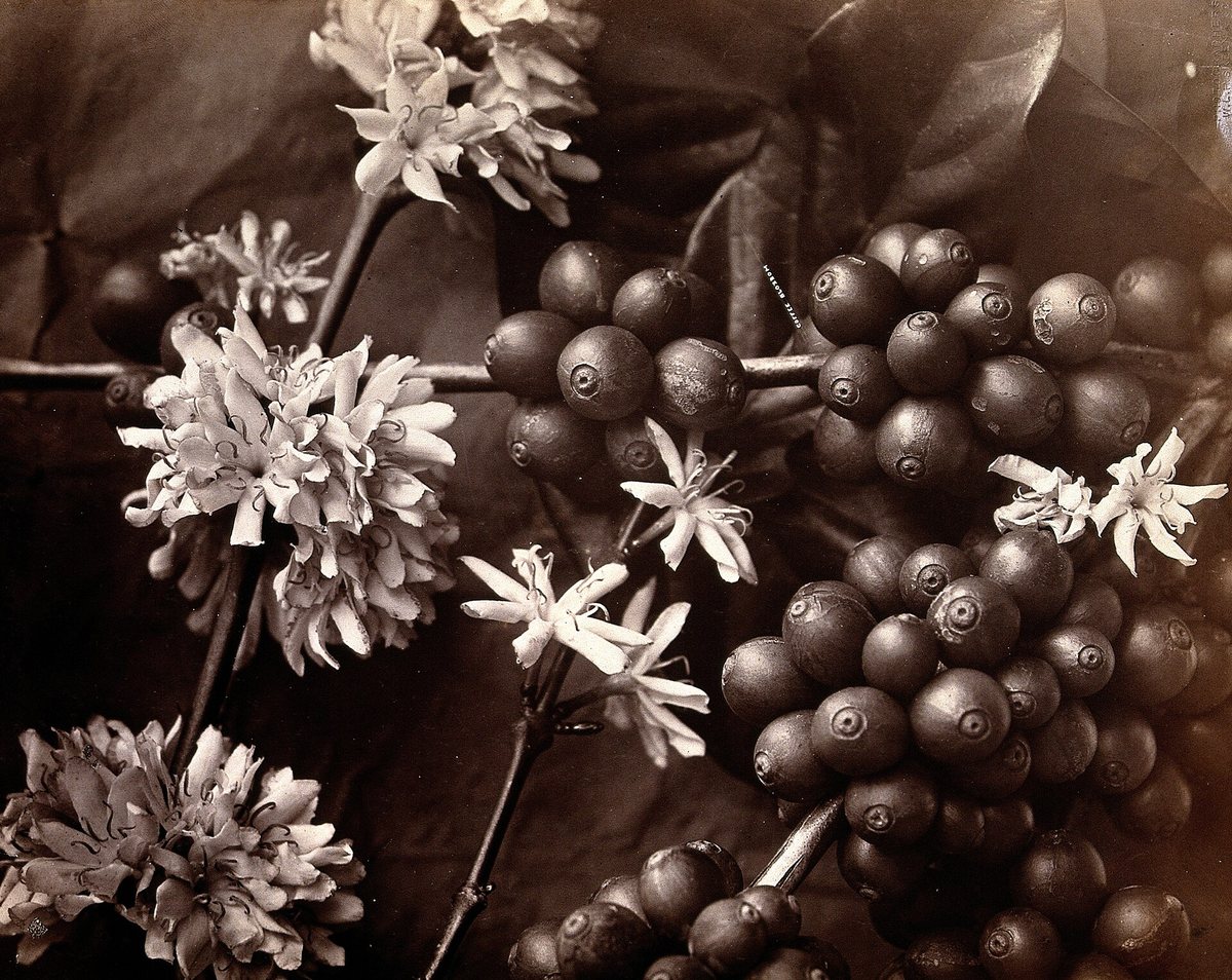 Flowers and fruit on the same branch — jasmine-scented blossom, and the cherries that will take most of a year to follow it