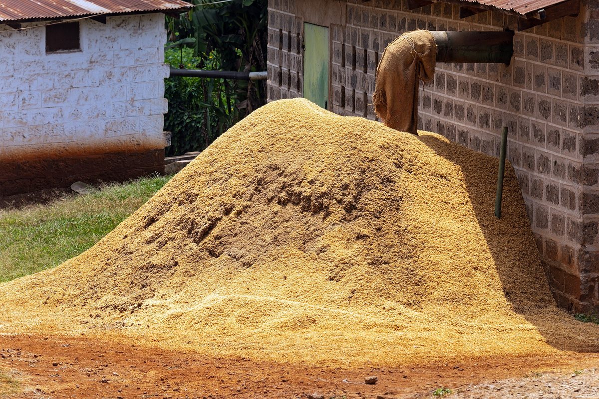 The husks left after hulling. Dried, they become cascara — the fruit half of the plant, which most of the world throws away