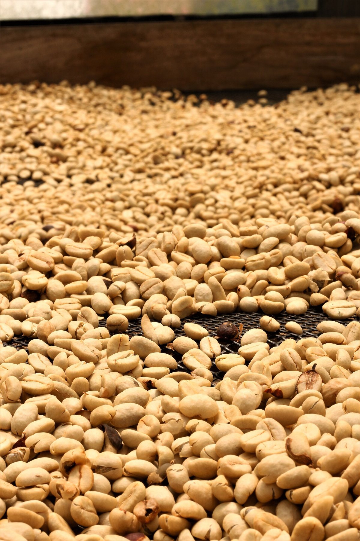 Parchment coffee — the papery husk each seed wears until milling. Coffee is stored and shipped like this because the parchment is armour