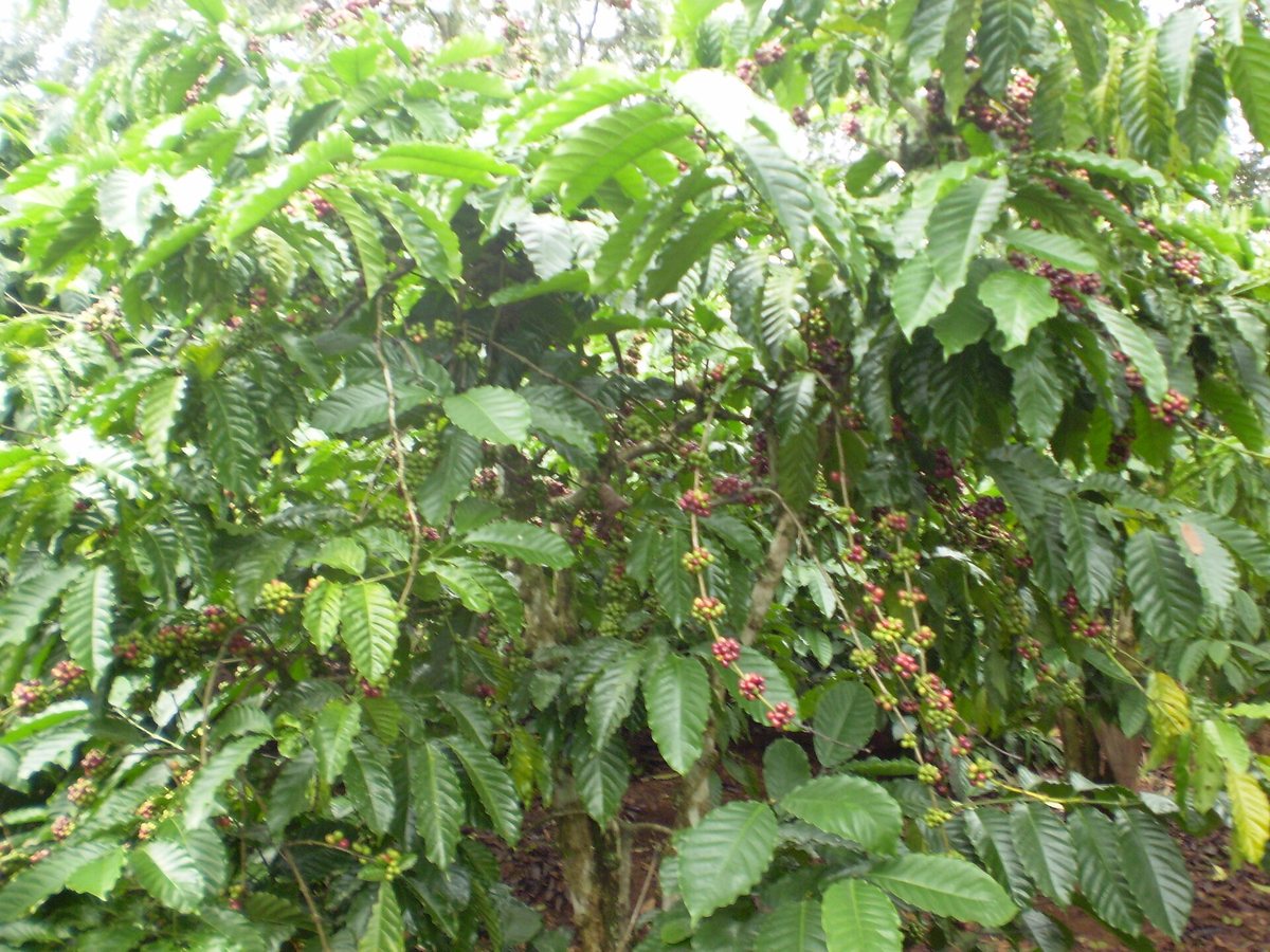 Coffea canephora — robusta — growing in the Central Highlands of Vietnam. Lower, hotter, hardier, and heavy with fruit: the plant that supplies a third of the world and gets none of the credit