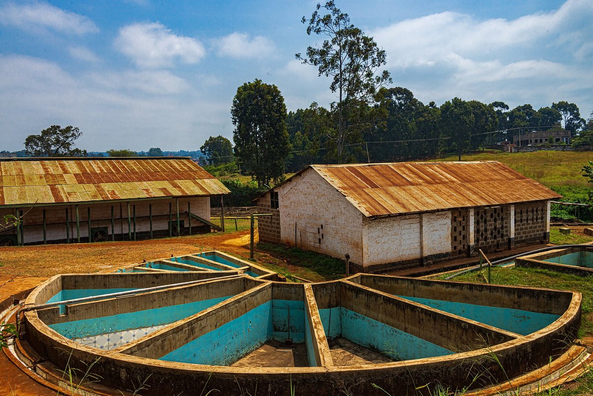 The fermentation and washing tanks where that mucilage comes off. "Water-hungry" stops being an abstraction when you see the plumbing it takes