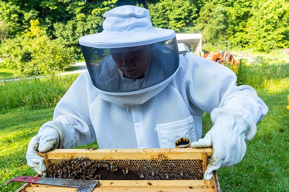 A beekeeper in a white suit and veil lifts a frame covered in bees from an open hive