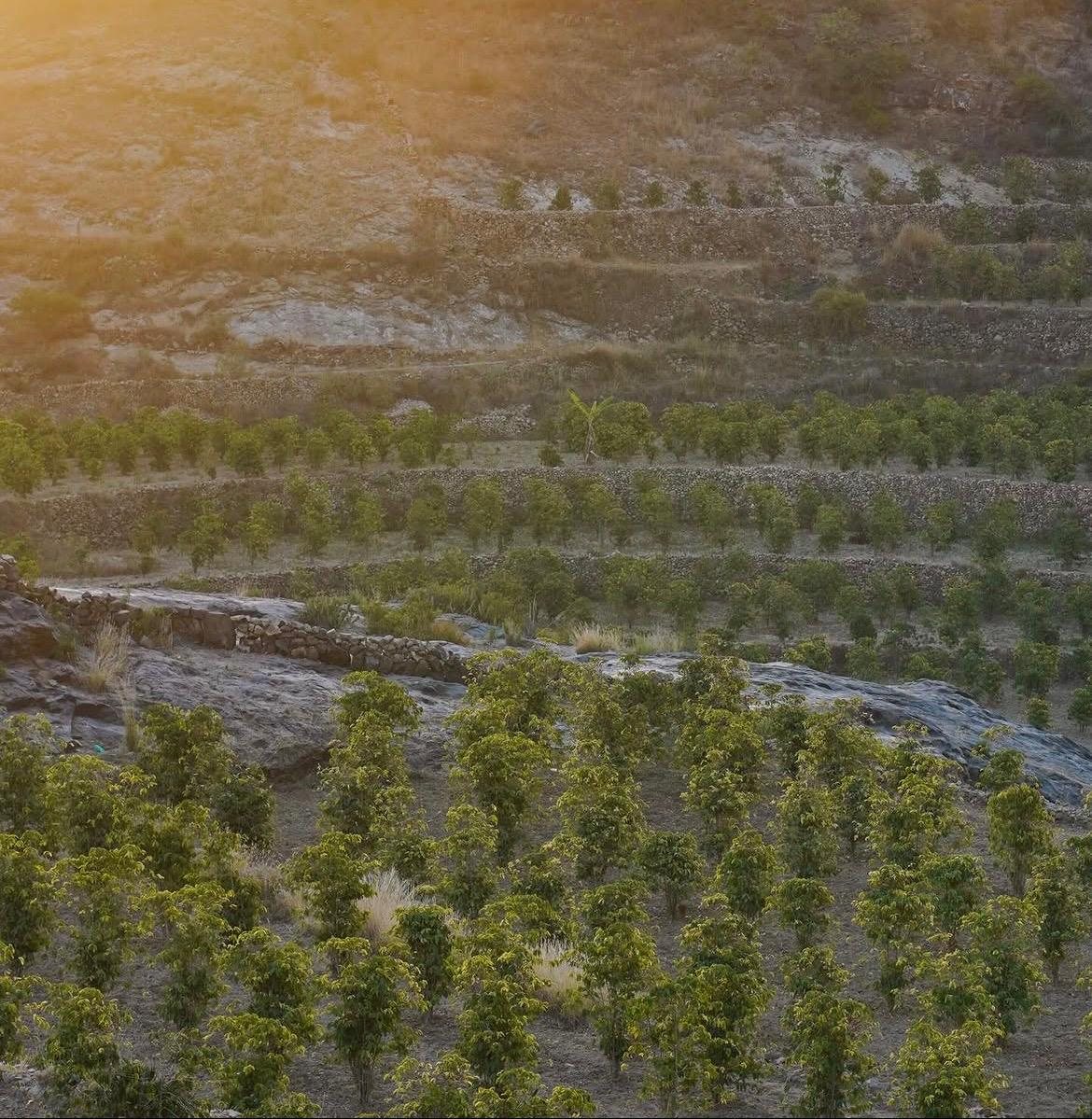 Coffee terraces cut into a Yemeni mountainside — the first deliberate coffee agriculture anywhere, and still worked the same shape