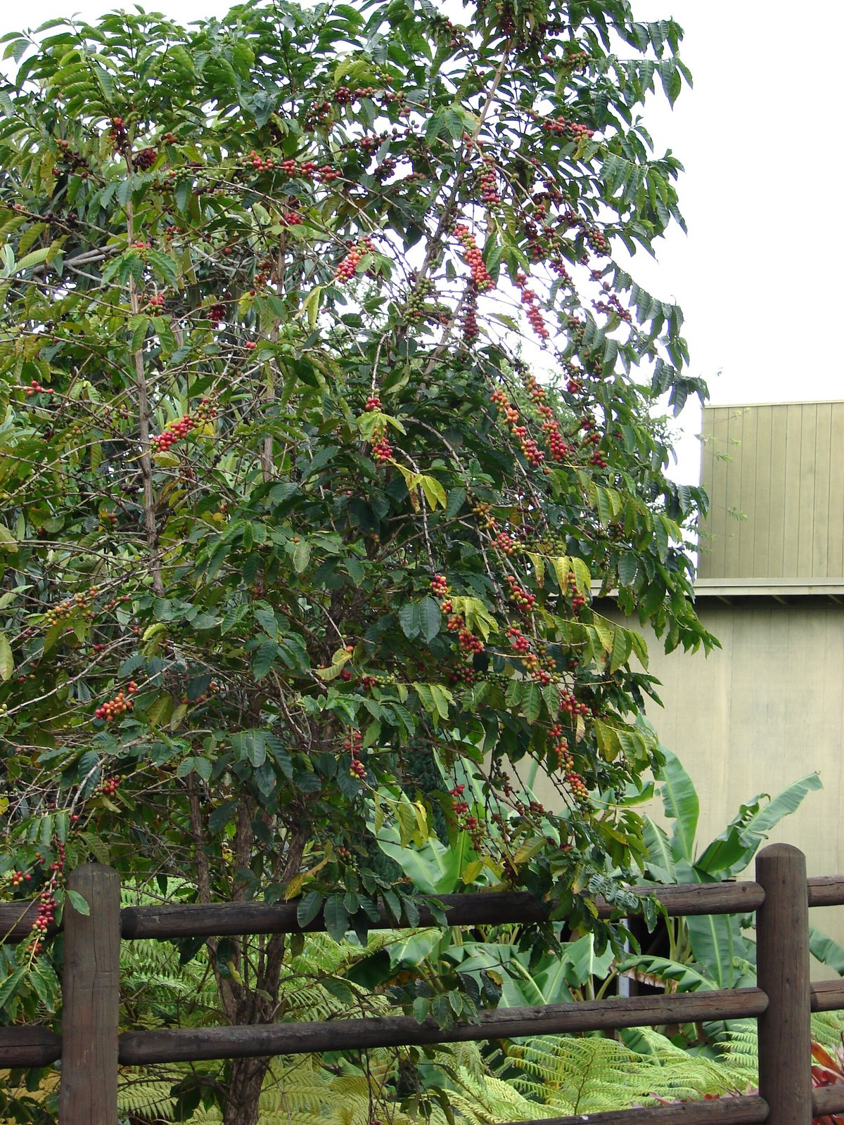 A coffee tree in fruit. Somewhere in there is a year of work and about a pound of roasted coffee
