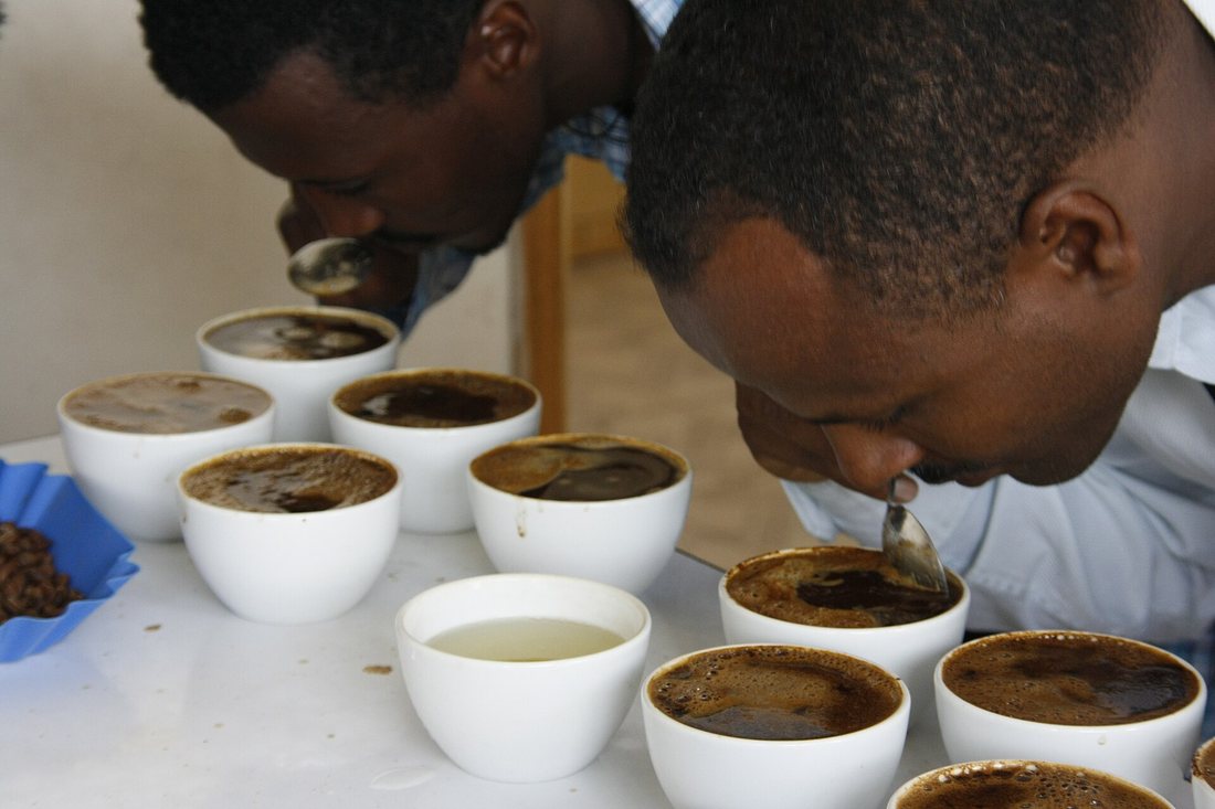 Two cuppers in Ethiopia bent over a table of white cupping bowls, each slurping from a round spoon