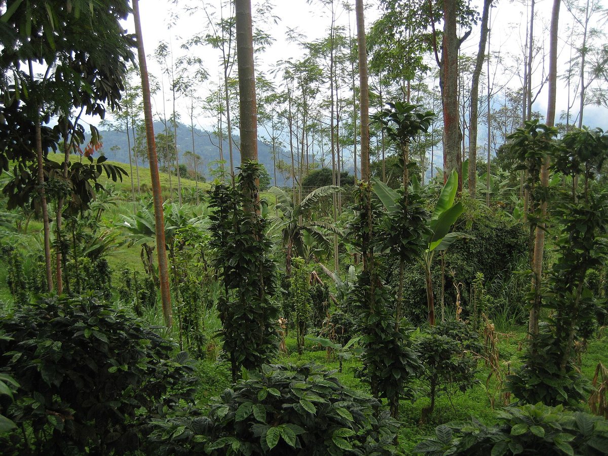 A Colombian coffee farm under shade trees. This is the plant in something close to its native arrangement — an understory shrub, living below a canopy