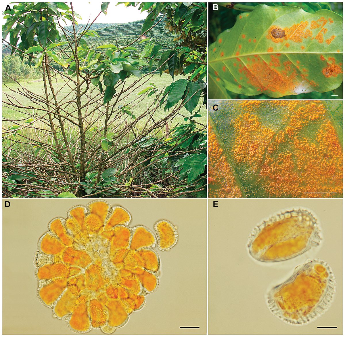 Hemileia vastatrix — coffee leaf rust — plated out: the infected tree, the orange pustules on the underside of a leaf, and the spores themselves. This is the organism that ended coffee in Ceylon and made Sri Lanka a tea country
