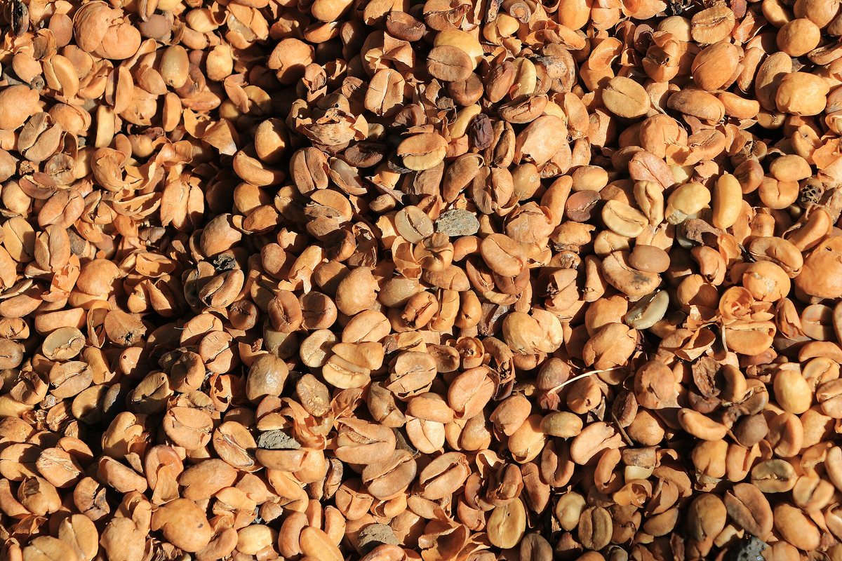 Parchment coffee drying on Hawai'i's Big Island — the one origin on this page that's also a US state, and the one place American coffee drinkers can go stand in
