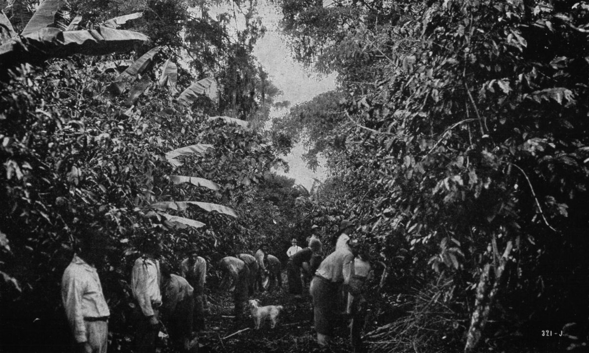 Pickers working a Costa Rican hillside. Selective picking means walking the same tree several times a season, taking only what's ripe — it is the least mechanisable part of coffee and the reason good coffee costs what it does
