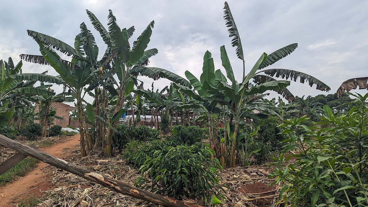 Coffee interplanted with bananas in Uganda. The bananas are shade, food, and a second income on the same ground — a small farmer's answer to a price they don't control