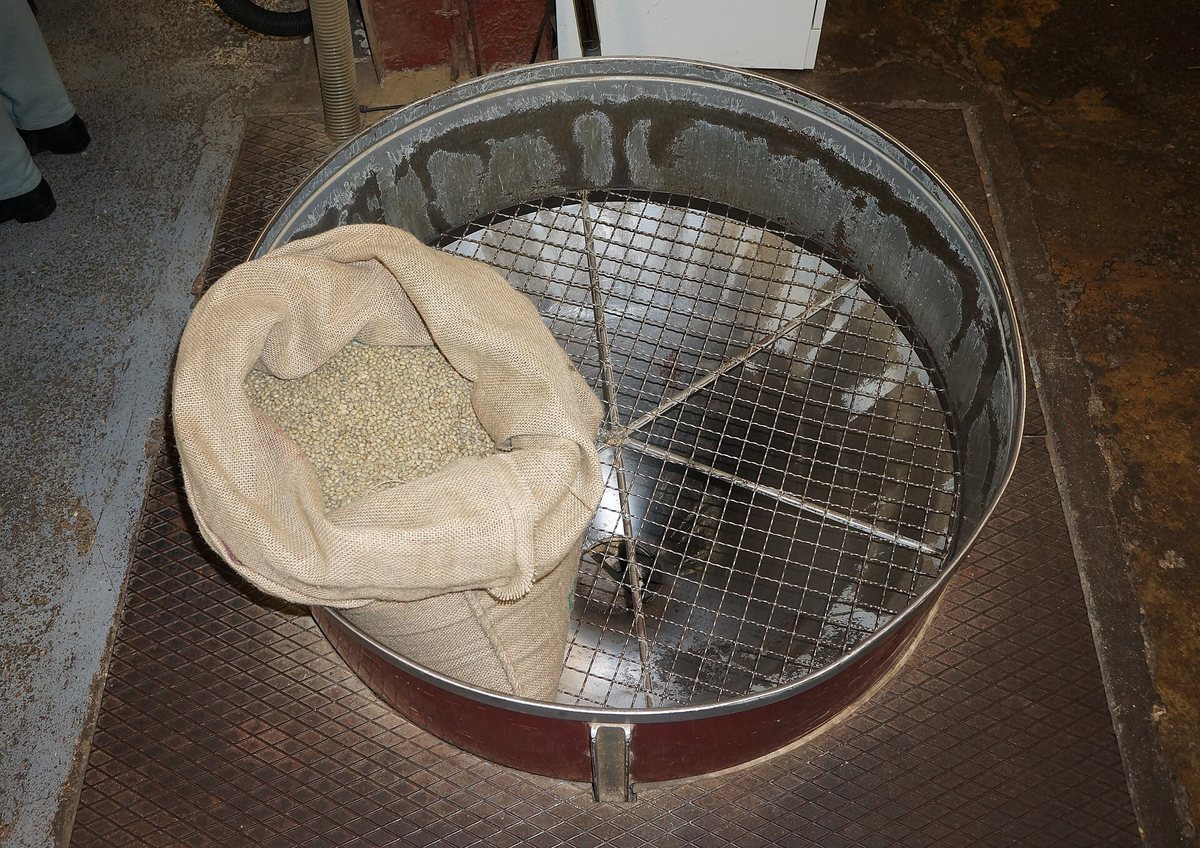 Sorting green over a sieve before it ever sees the drum — the step that catches what the destoner would otherwise have to