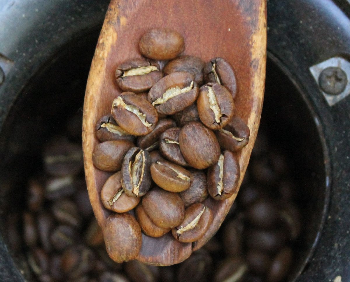 Light: pulled from the trier at first crack. Pale, matte, dry — the creases still show pale against the bean