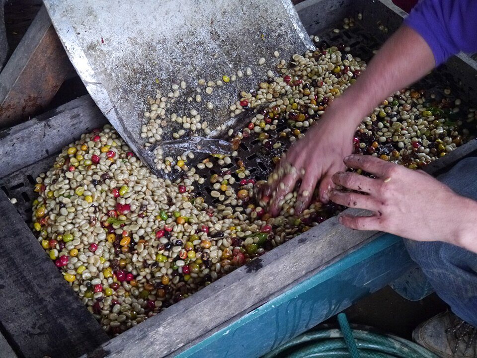 Hands pushing red and yellow coffee cherries down the hopper of a small pulping machine