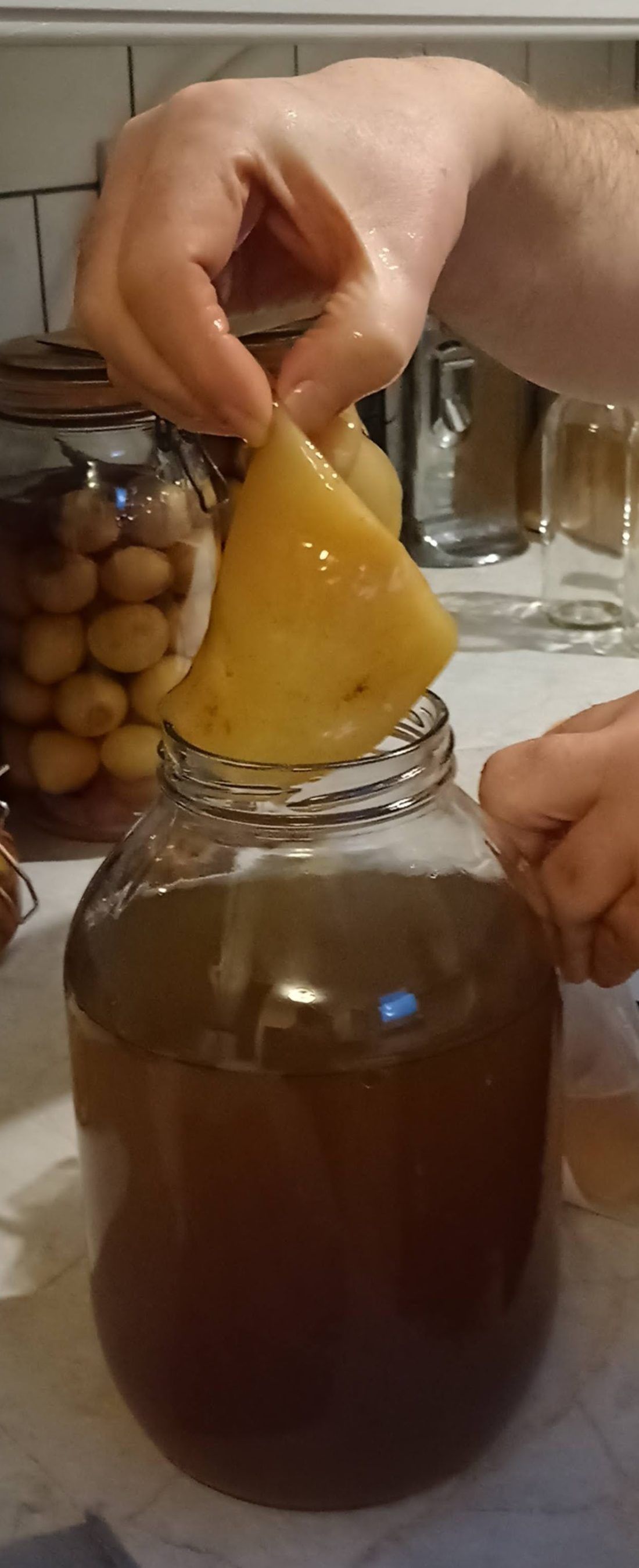 A cellulose pellicle going into a jar of kombucha. The liquid it lands in is what actually inoculates the batch