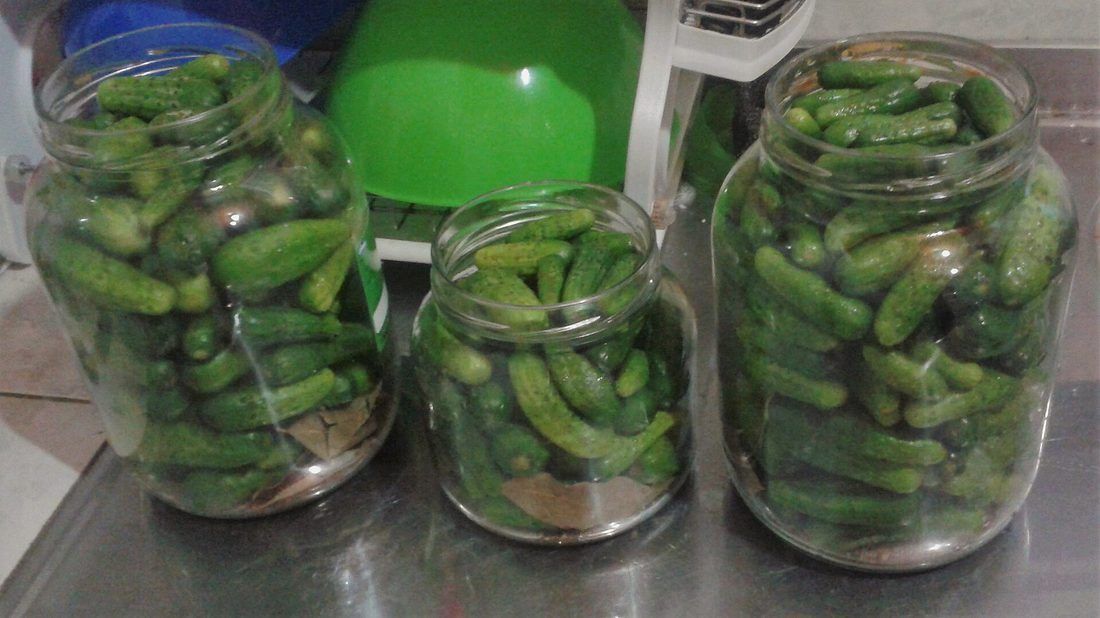 Bright green cucumbers packed into jars. At a week they are still this color all the way through — that is the half-sour stage
