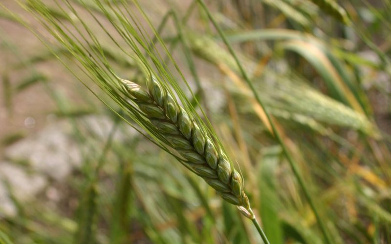 Durum, Ancient and Heritage Wheats