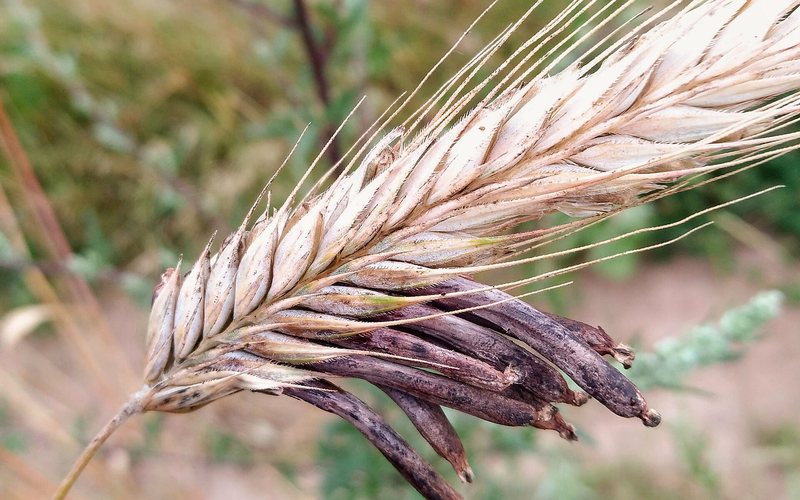 Rye, Barley and Oats