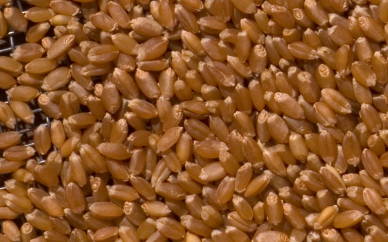 Wheat Classes