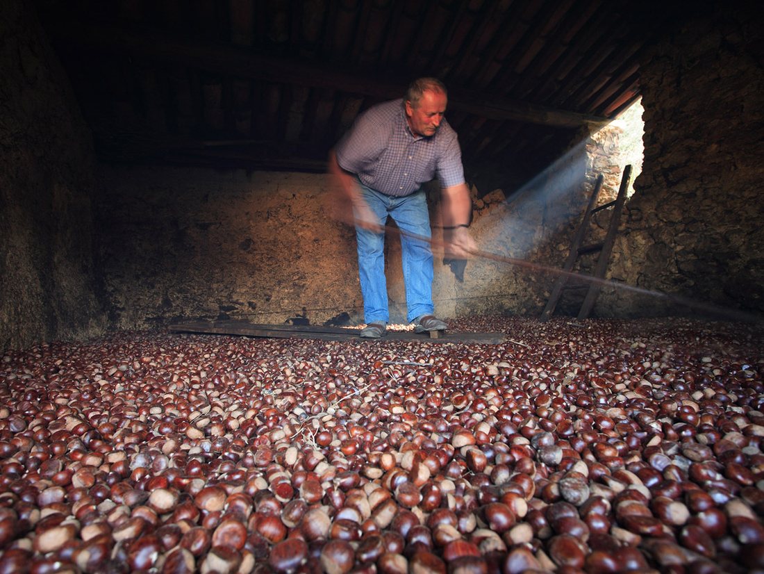 A man raking a thick floor of chestnuts drying on the slatted upper floor of a smoky drying house, lit by a shaft of light