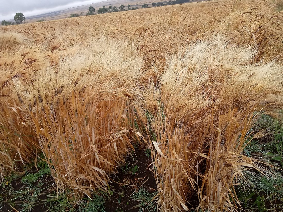 Dense ripe durum wheat heads with long dark-tipped awns in a field