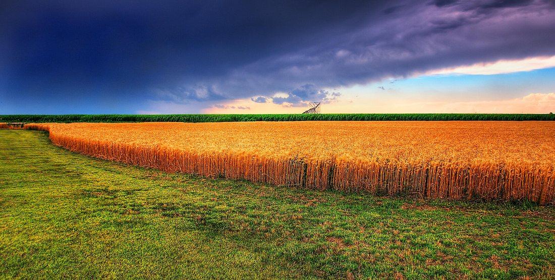A ripe golden wheat field in Kansas under a dark storm sky