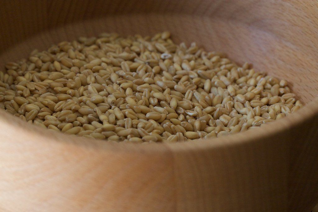 Looking down into the wooden hopper of a KoMo home grain mill filled with wheat berries