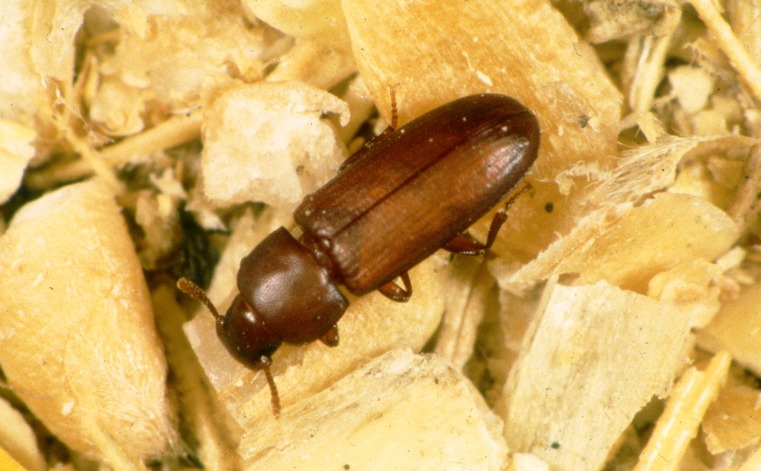 Macro photograph of a red flour beetle on flaked grain