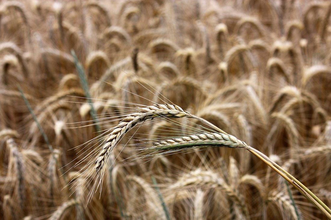 Two ripe, nodding, long-awned rye ears in front of a ripe rye field