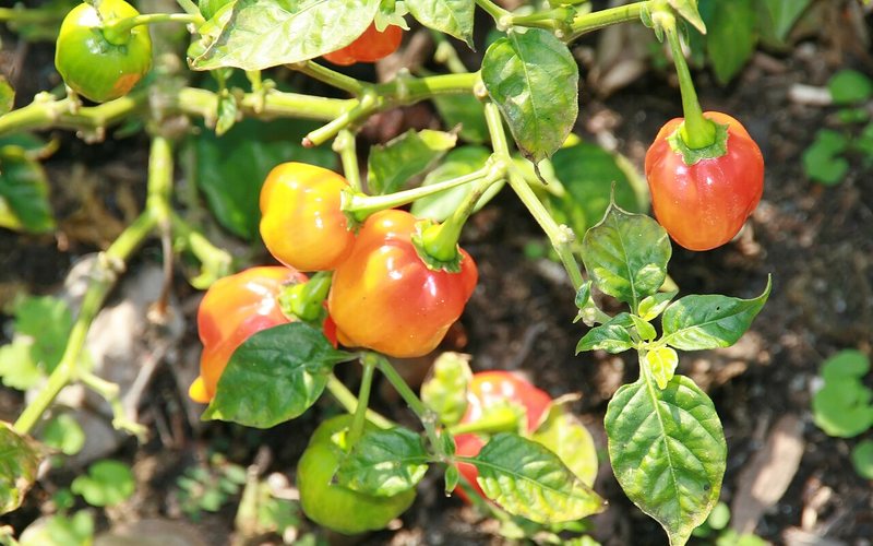 Growing Hot Peppers in a Short Season