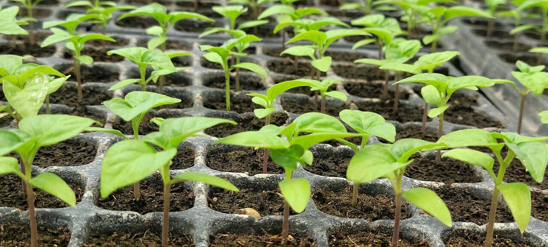 Rows of young pepper seedlings with their first true leaves in a seed tray