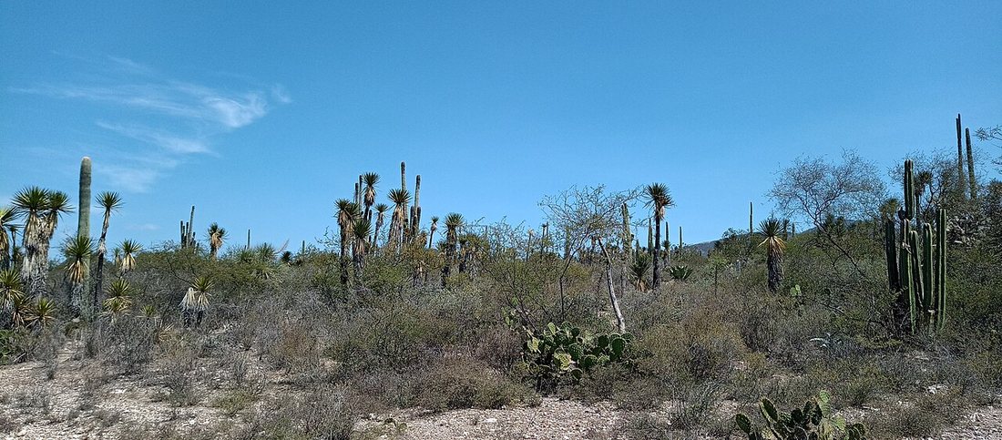 Dry scrubland with columnar cacti in the Tehuacán–Cuicatlán valley, Puebla, Mexico