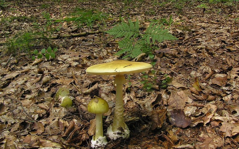 Forage at Your Own Risk