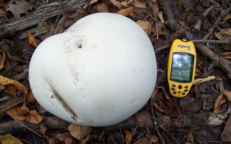 The Giant Puffball