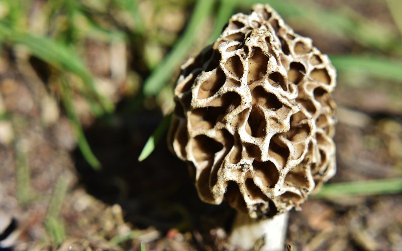 Morels