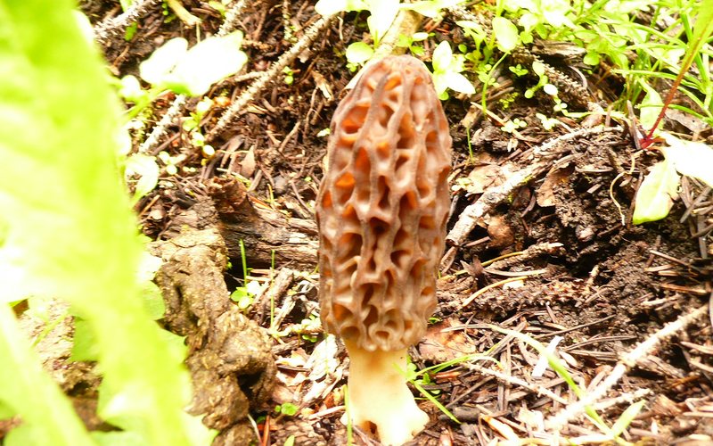 Mushrooms