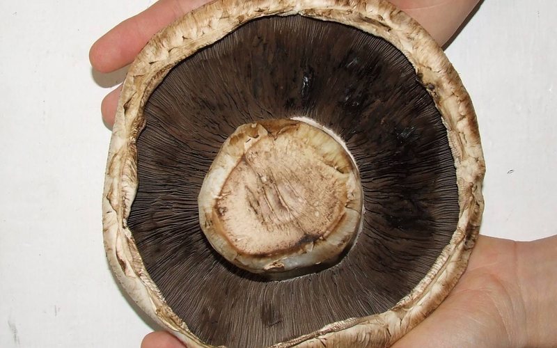 What a Mushroom Is