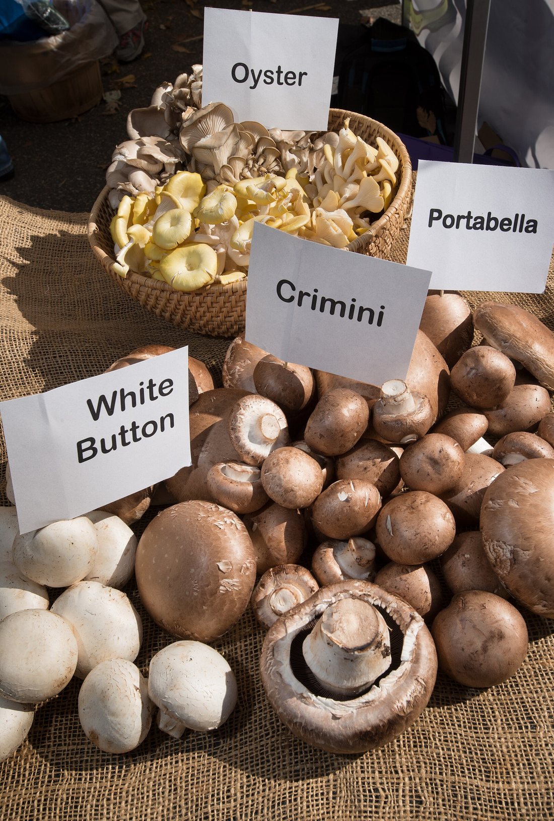 A market display with labelled baskets of white button, crimini and portabella mushrooms, and oyster mushrooms behind
