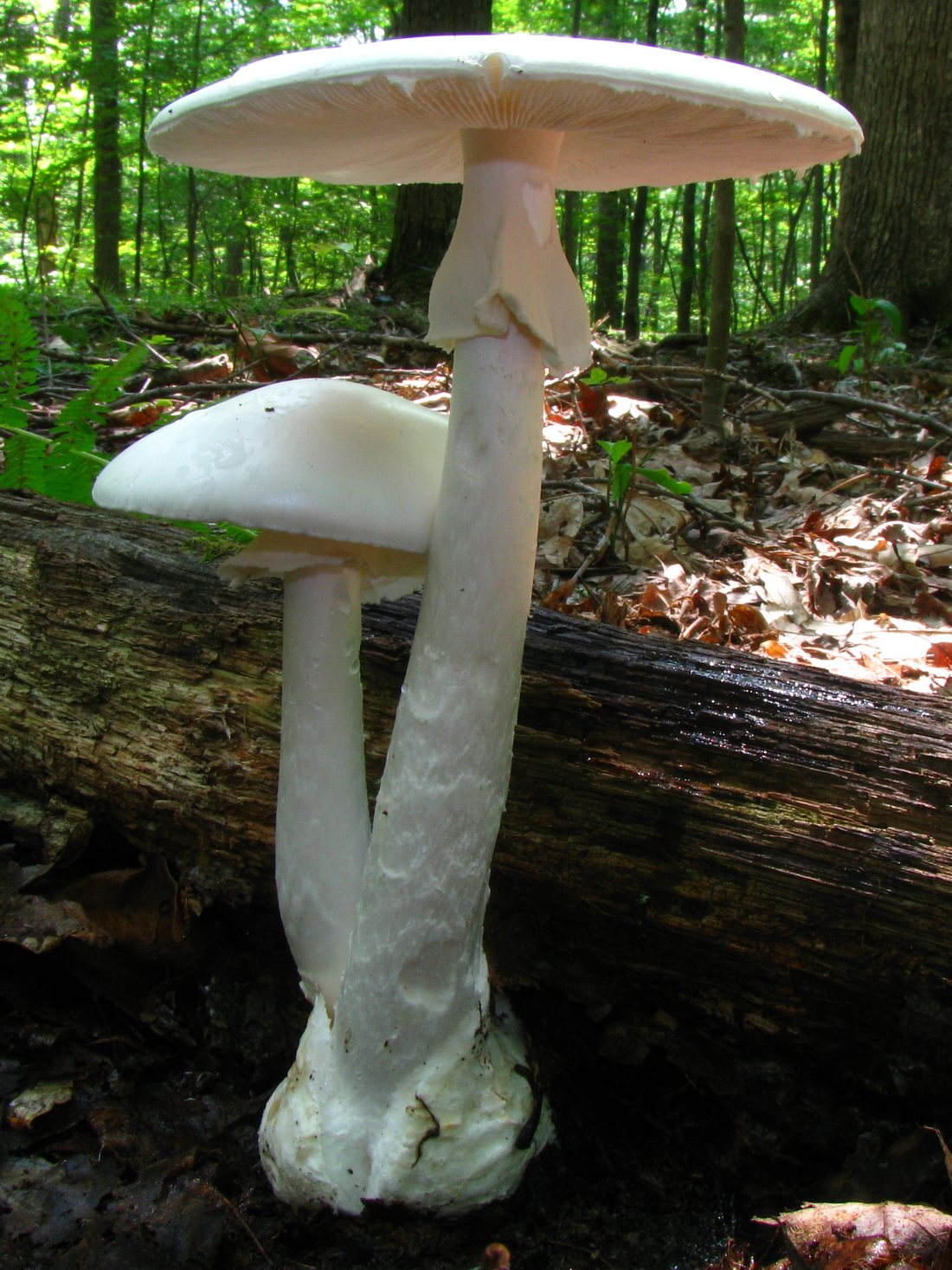 Two tall white Amanita bisporigera mushrooms with skirted stems rising from a sac-like cup at the base