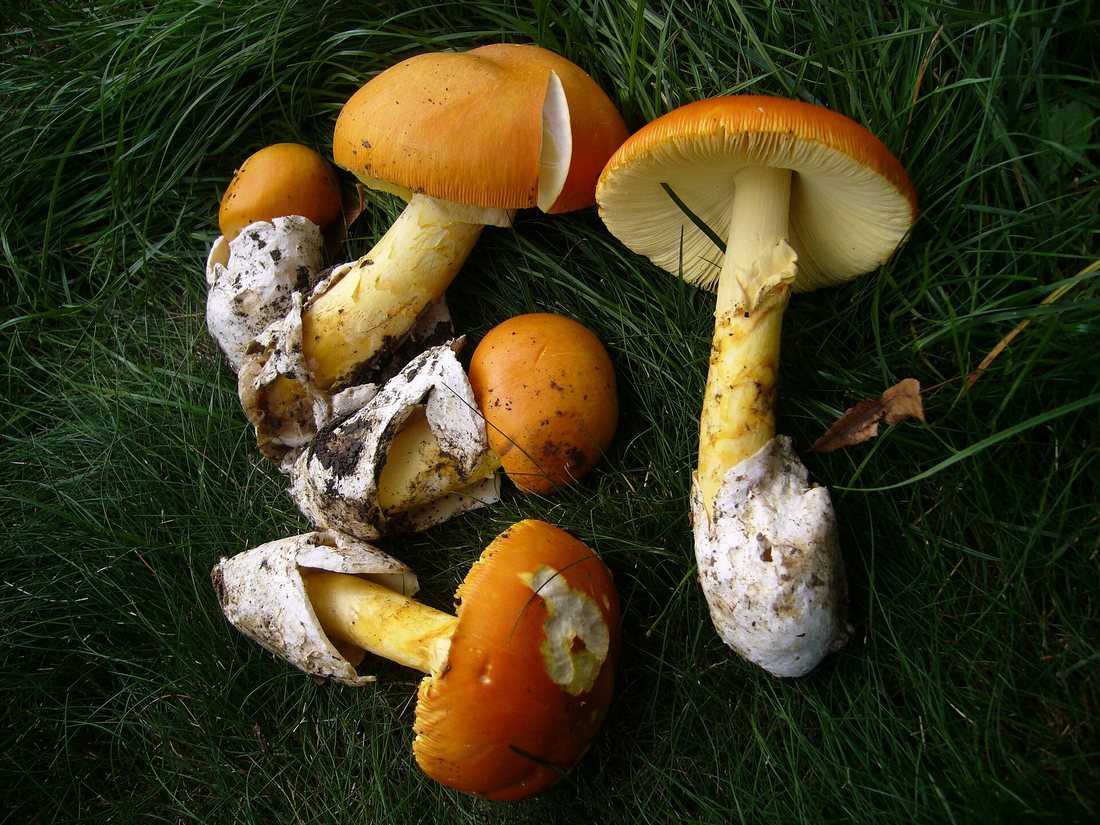 Orange-capped Caesar's mushrooms with yellow stems and white cups at the base, lying on grass