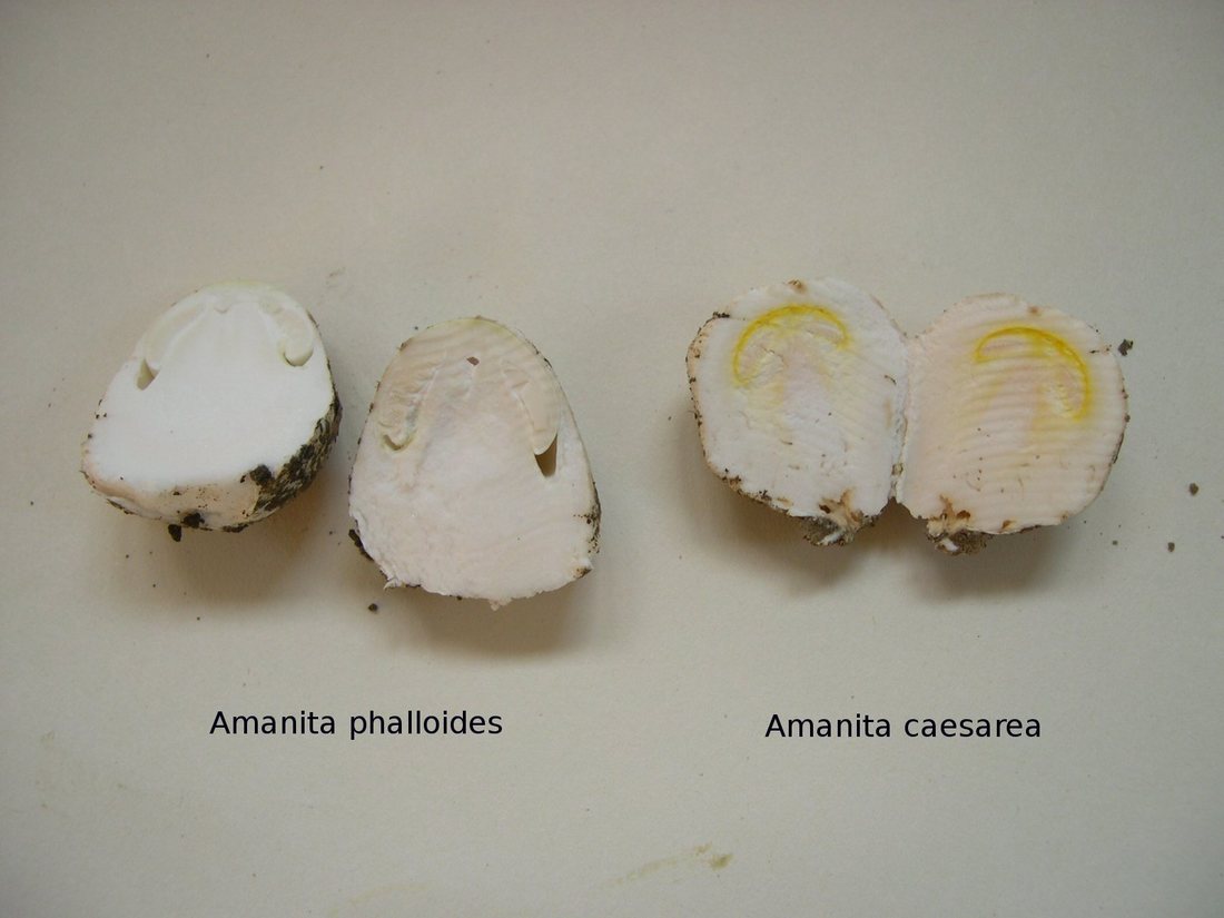 Two young Amanita eggs cut lengthwise and labelled, each showing the outline of a cap and stem inside