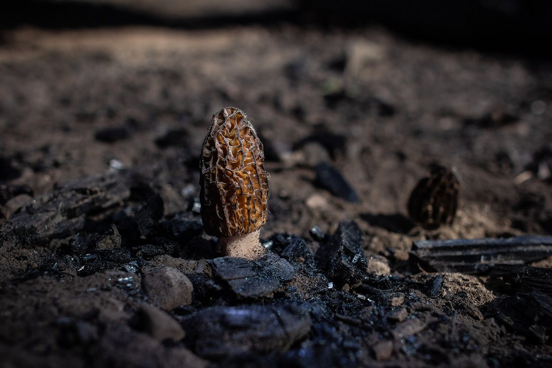 Two dark morels standing on black, charred ground after a fire